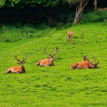 公寓 Dorfliebe Doernberg *