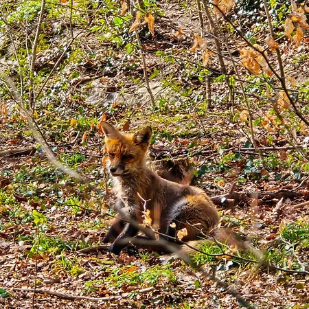 公寓 Dorfliebe Doernberg 贝斯特维格