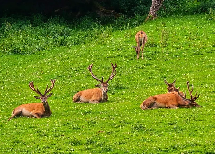 公寓 Dorfliebe Doernberg *