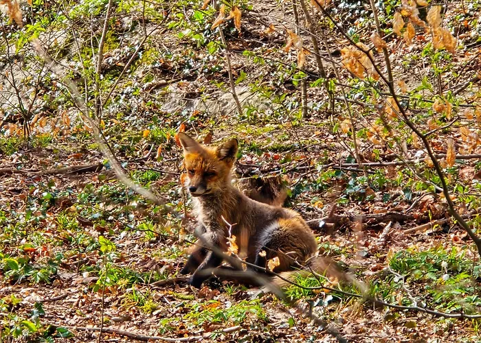 公寓 Dorfliebe Doernberg 贝斯特维格