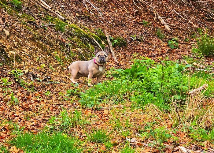 Dorfliebe Doernberg 公寓