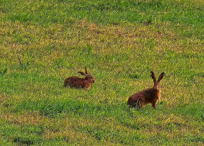 公寓 Dorfliebe Doernberg 贝斯特维格
